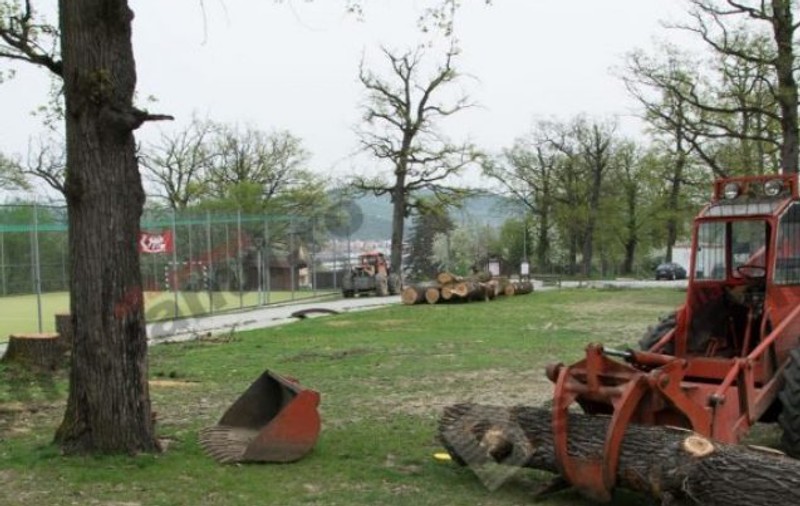 Stejarii cu gândacul protejat de lege din Bistrița, puși la pământ chiar de angajații primăriei. Anchetă penală la poliție