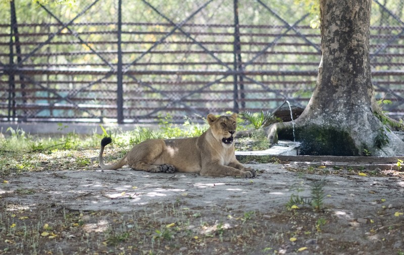 O leoaică a murit de COVID-19 într-un parc zoologic din India. Alţi opt lei, testaţi pozitiv