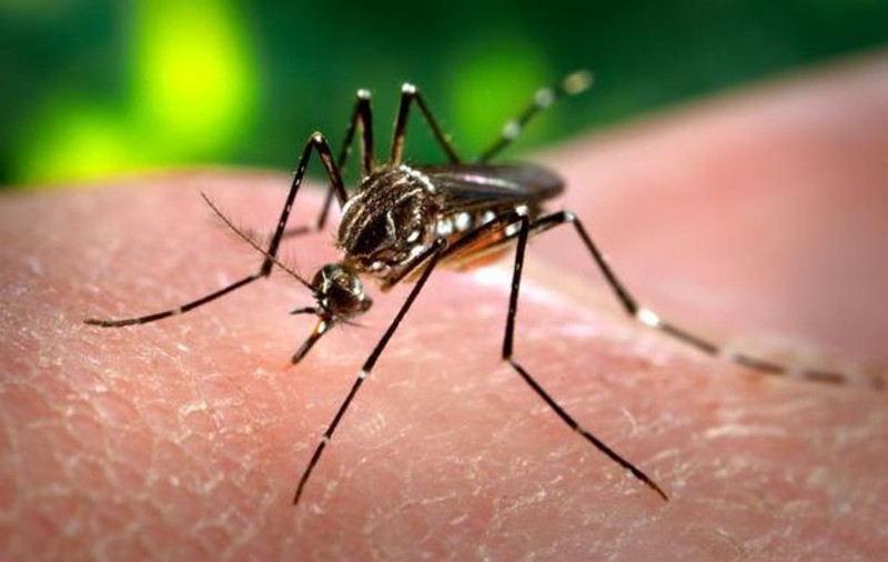 Costa Rica utilizează o bacterie pentru a ataca țânțarul care transmite virusul zika