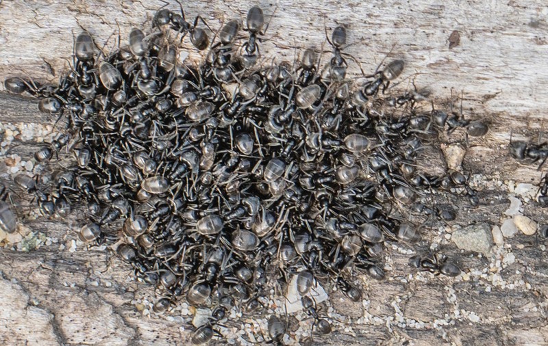 O specie de furnici agresive a atacat nordul Germaniei: au provocat pene de curent și i-au lăsat pe oameni fără internet
