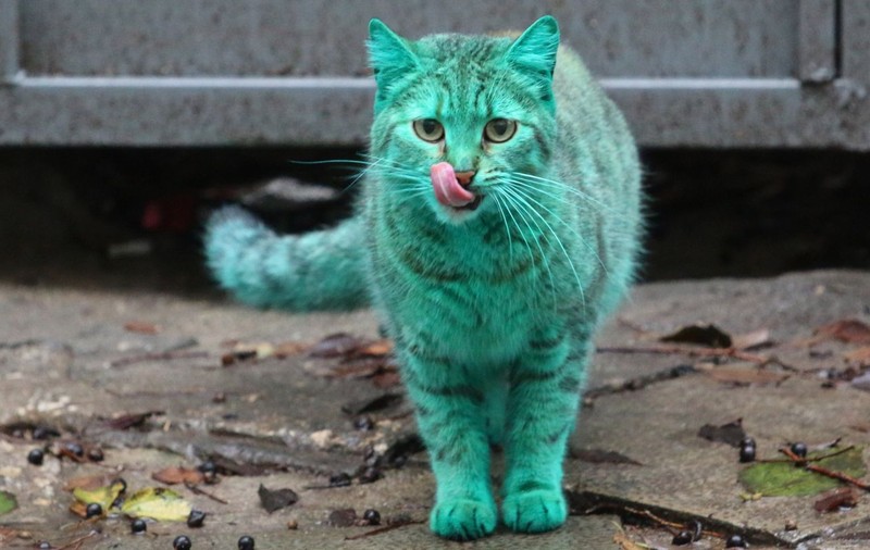 Celebra pisică verde din Bulgaria a revenit la culoarea ei naturală. Uite cum arată acum! FOTO