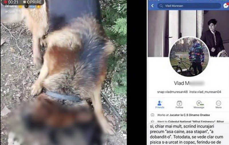 VIDEO | Un adolescent din Oradea și-a asmuțit câinele pe o pisică și a publicat imaginile șocante pe Facebook!