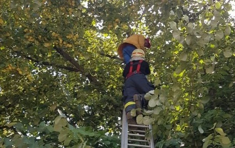 Un bărbat din Vaslui a chemat pompierii să-l dea jos din tei