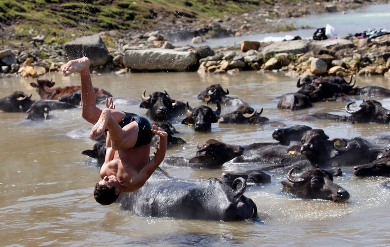 Jocurile Olimpice. Comparație: oamenii n-ar avea nici o șansă, dacă ar concura împotriva animalelor!