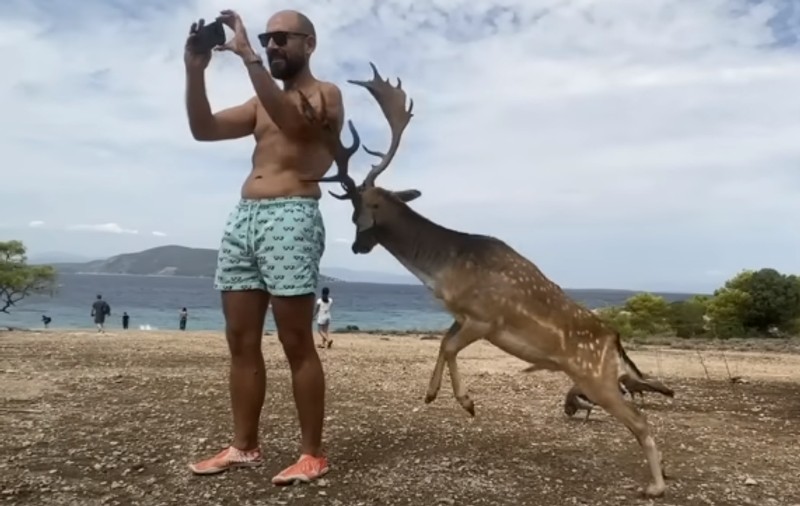 Momentul în care un cerb atacă un turist care a vrut să-și facă un selfie, în Grecia. Bărbatul s-a ales cu mai multe coaste rupte