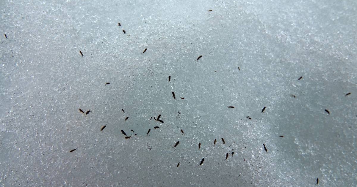 In imagine se vad mai multe insecte foarte mici, negre, pe zapada