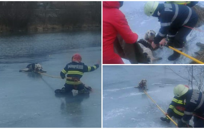 Un căţel blocat pe apa înghețată a râului Jiul de Vest a fost salvat de pompieri. „Stratul de gheață putea ceda în orice moment”