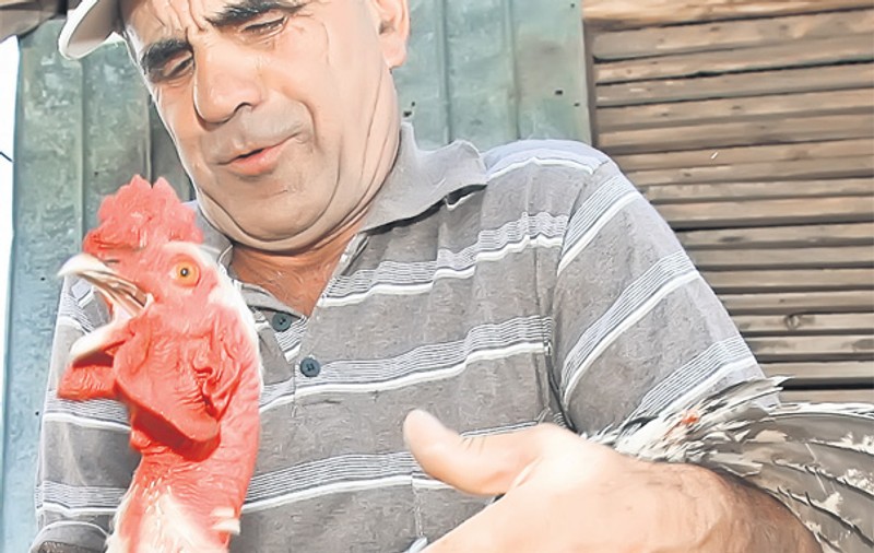 I-a spus cocoșului Băse și vrea să-l taie dacă șeful statului e demis