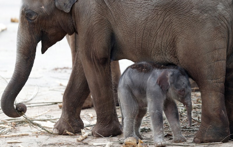 O americancă de 93 de ani donează 22 de milioane de dolari grădinii zoologice din Koln