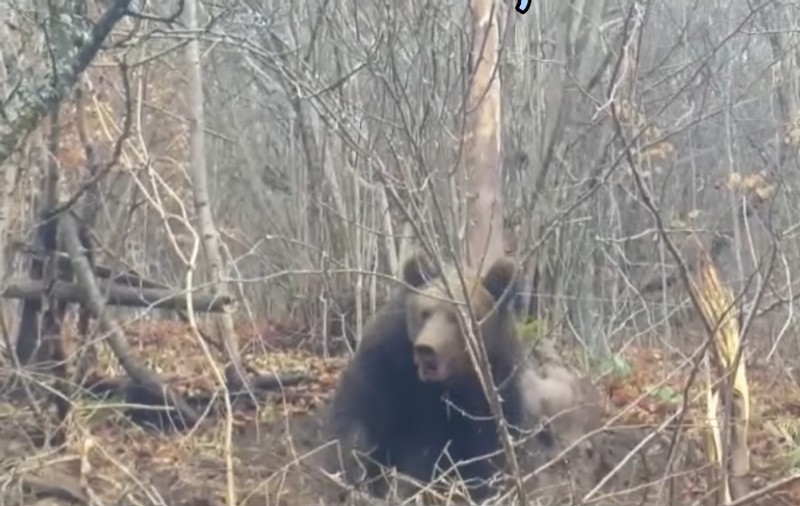 Pui de urs rănit, salvat de jandarmii din Bistrița. Era prins într-un laț de sârmă | VIDEO