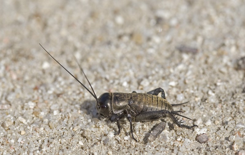 Greierele de casă, declarat aliment de Comisia Europeană. Este a treia insectă autorizată pentru consum în UE