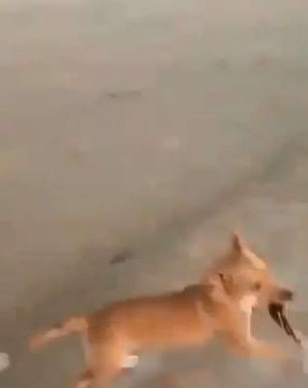 Pățania unei turiste pe o plajă din Mexic. Un câine a lăsat-o fără slip! | FOTO