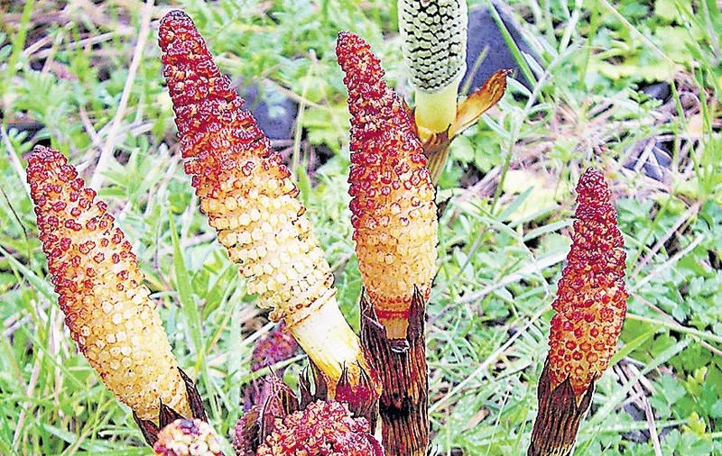 Trataţi hemoroizii cu comprese din plante