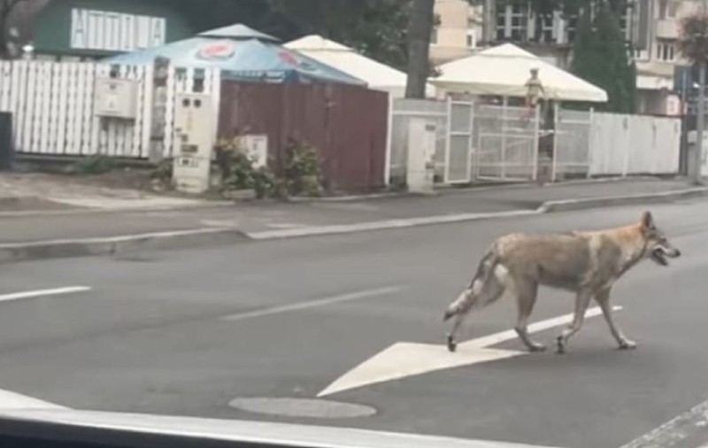 Ro-Alert primit de locuitorii din Sfântu Gheorghe, după ce doi câini rasa lup cehoslovac, fugiți de acasă, au fost confundații cu lupii