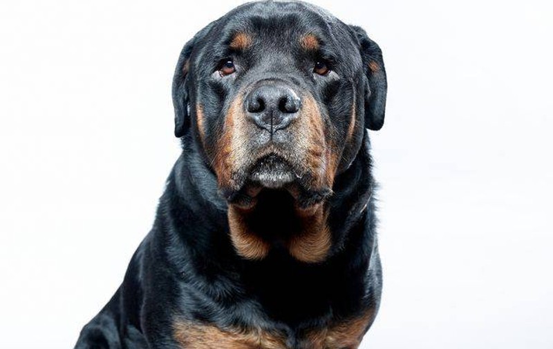 Bărbat din Agigea, sfâşiat de un Rottweiler!