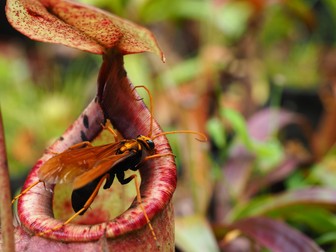 Nepenthes - plante carnivore