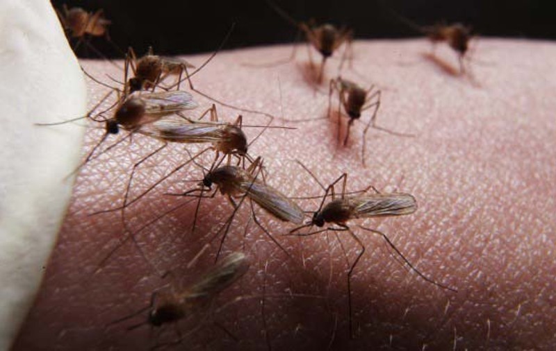 Primăria Capitalei continuă lupta cu țânțarii. Ce se întâmplă cu "tigrul platanului", cea mai nouă insectă