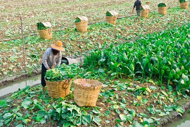 25% din populația Chinei lucrează în agricultură. Foto: Shutterstock