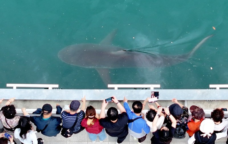 Un rechin de 3,5 metri, blocat într-un canal din Busan, Coreea de Sud, de pe 18 septembrie, a devenit o senzație locală, atrăgând peste 600.000 de turiști în doar 10 zile