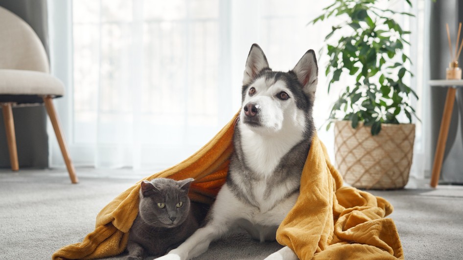 Un Husky siberian și o pisică British Hair împreună pe un covor 