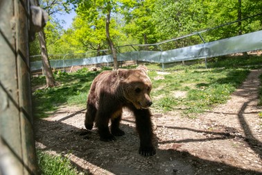 Roxi a rămas cu sechele după ce a stat 12 ani închisă într-o cușcă prea mică pentru ea: face ture pe distanță scurtă și se lovește cu capul de gard