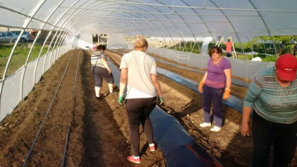 Agricultură cu fonduri europene. Cum s-au asociat romii și românii din Bistrița
