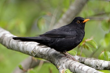 Mierla mascul