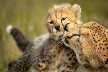 Curiozitati despre ghepard