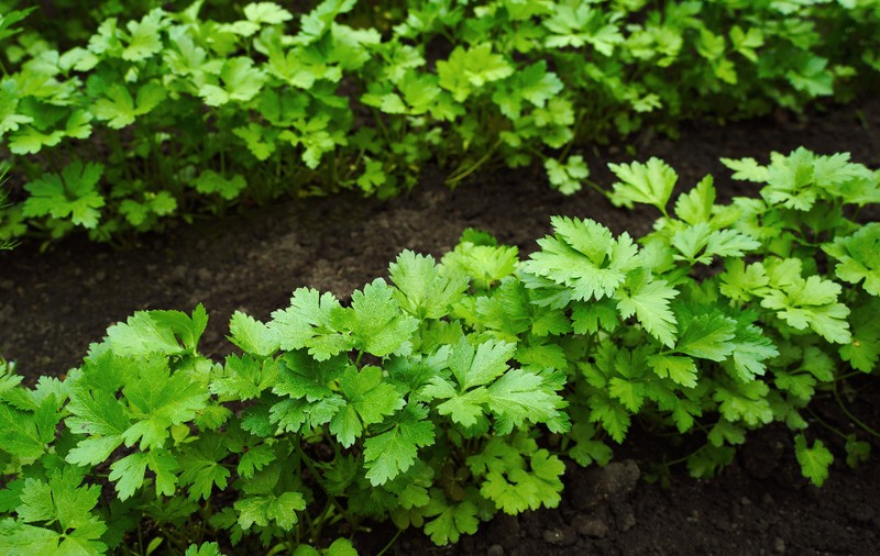 Cum tai corect pătrunjelul: greșeala pe care o fac toți românii când culeg plantele aromatice