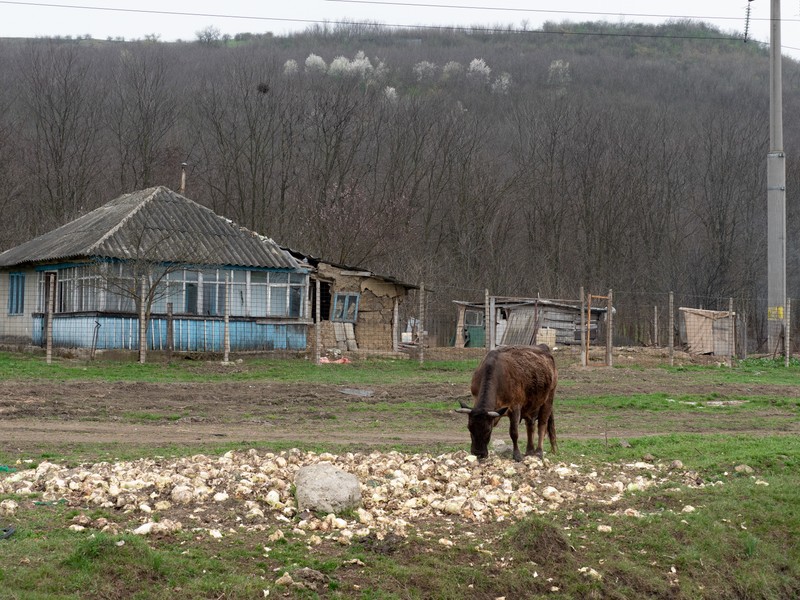 Vaca lovită cu maşina de Sergiu mănâncă varza aruncată de un localnic