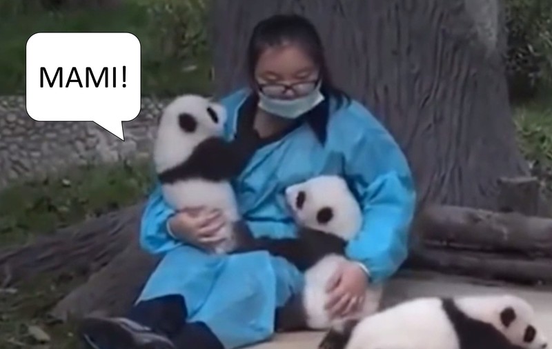 (VIDEO) TE-AI ANGAJA DOICĂ PENTRU URȘI PANDA? ACEASTĂ MESERIE CHIAR EXISTĂ!