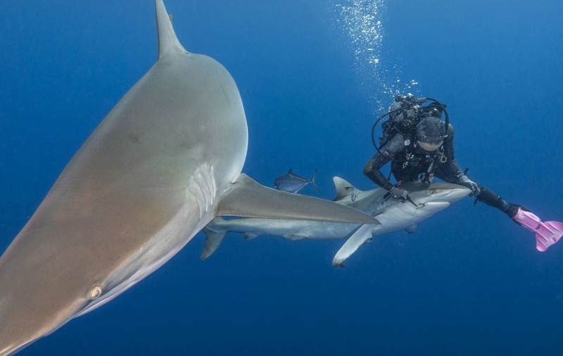 Un turist a fost atacat și devorat de rechini dintr-o specie considerată inofensivă pentru oameni, în timp ce făcea snorkeling