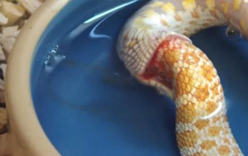 Pariem că aşa ceva NU AI MAI VĂZUT! Uite şarpele care se mănâncă de unul singur! | VIDEO