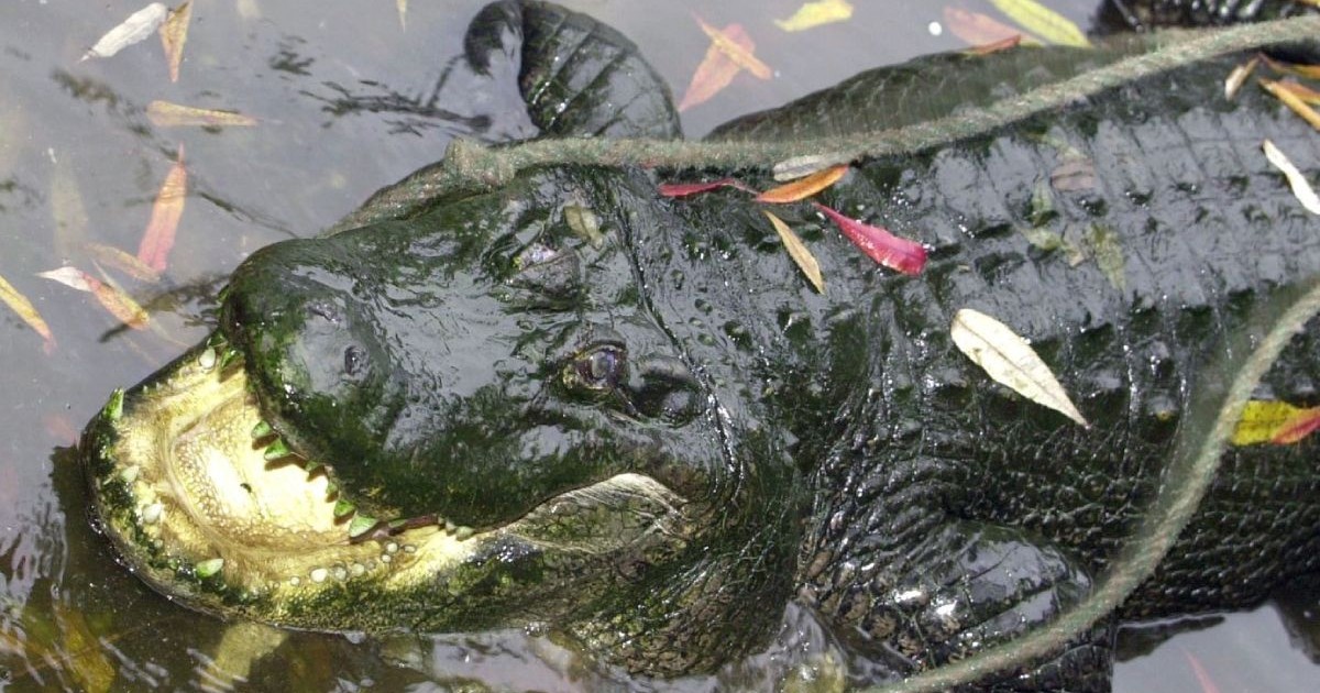 Un aligator mare, cu gura deschisa, intr-o mlaștină cu frunze