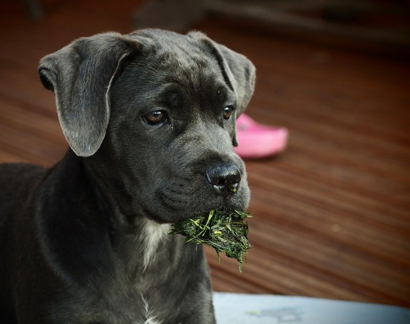 Cane Corso - ce caracteristici și temperament are. Cum se dresează patrupedul