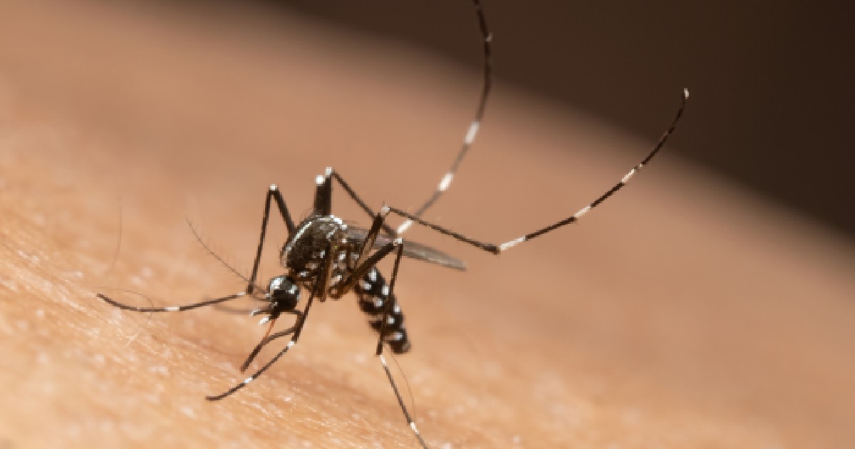 Imaginea este un prim-plan al unui țânțar care stă pe pielea unei persoane. Insecta are corpul și picioarele subțiri, cu un model distinctiv de dungi albe și negre. Picioarele lungi și antenele sunt clar vizibile, iar trompa sa este îndreptată spre suprafața pielii. Fotografia este focalizată pe țânțar, în timp ce pielea din fundal este estompată.