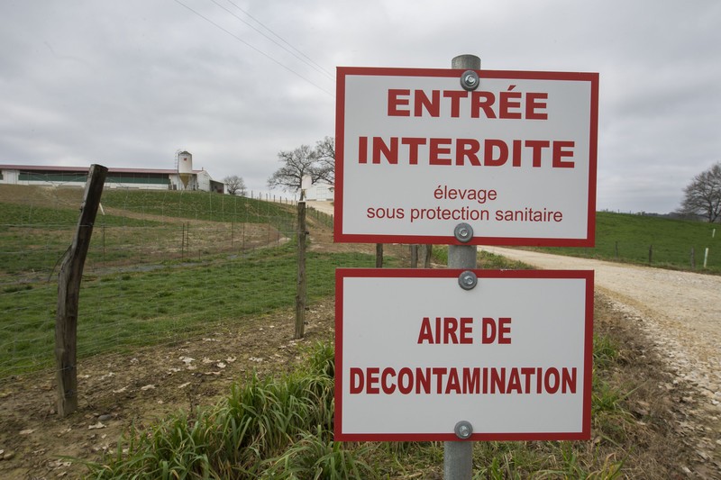 Ultimul bilanț al Ministerului Agriculturii, dat publicității duminică, arată că Franţa avea 61 de focare de gripă aviară. foto: EPA