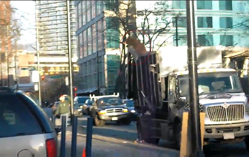 Incredibil: Un urs se plimbă într-un camion prin centrul oraşului
