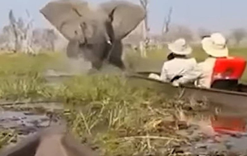 Momentul în care un elefant de 6 tone a răsturnat o canoe cu turiști britanici și a încercat să îi calce în picioare