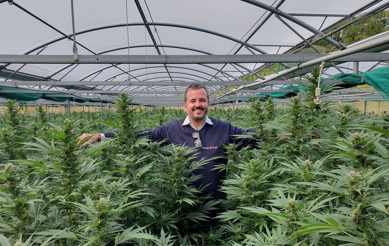 Formula Swiss: Liderul Pieței de CBD Organic din România