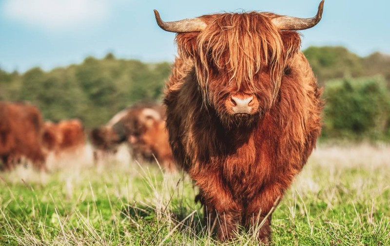 Cum au dispărut vacile Highland de pe pășunile din Marea Britanie după un trend aparent inofensiv