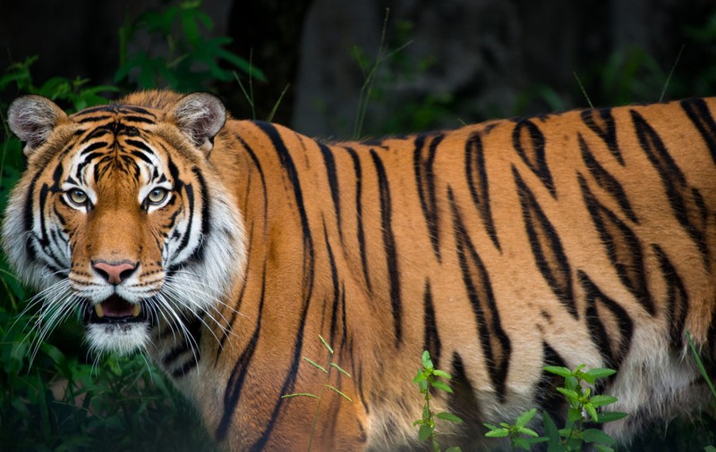 Un tigru de la grădina zoologică din Bronx a fost depistat pozitiv cu noul coronavirus