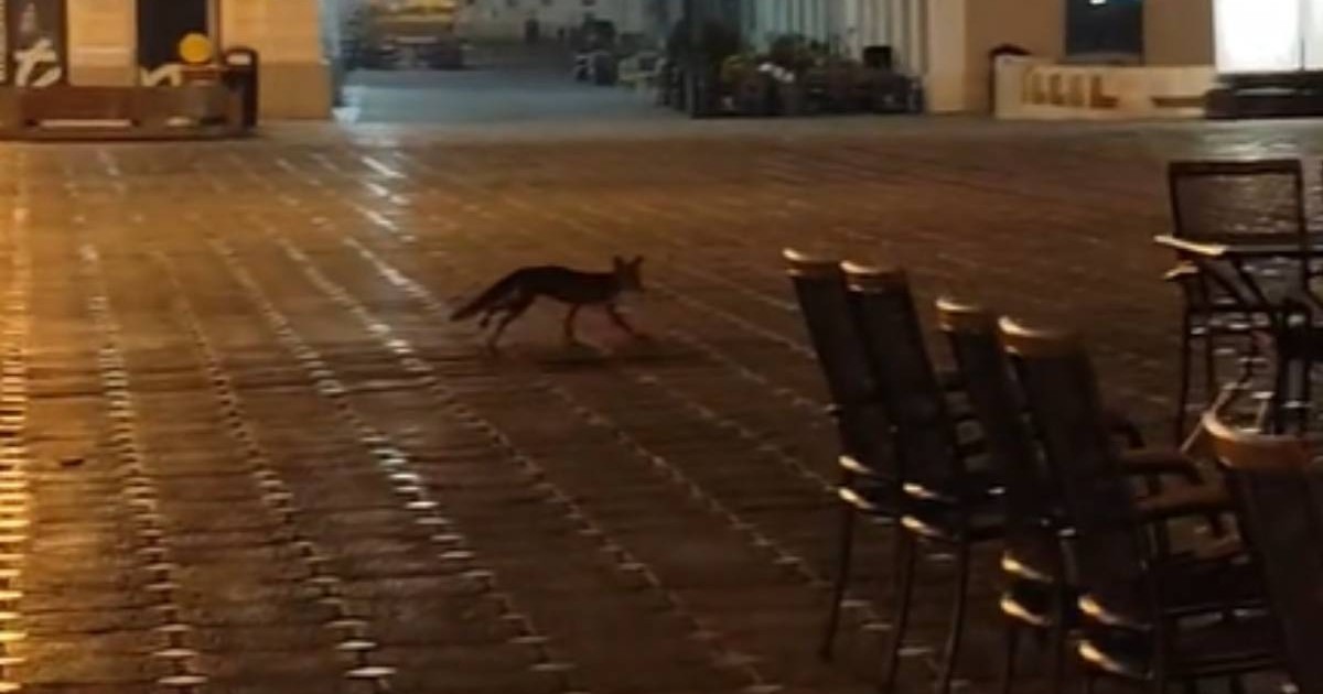Poză cu vulpea care se plimba prin Piața Operei din Timișoara