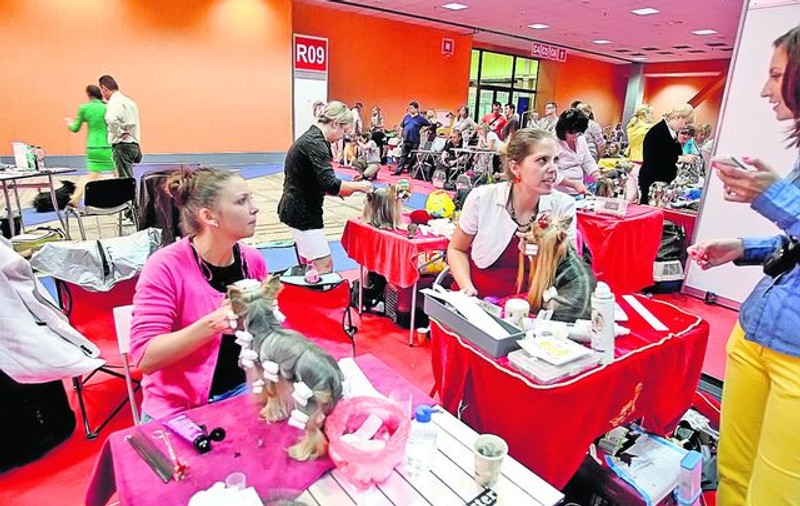 Concurs de frumuseţe canină în Capitală. Ia uite ce câini haioşi au venit la Bucureşti!