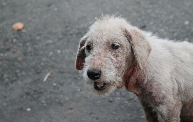 Cum se vede lumea prin ochii animalelor? Cum vede un câine, dar o pisică? | VIDEO