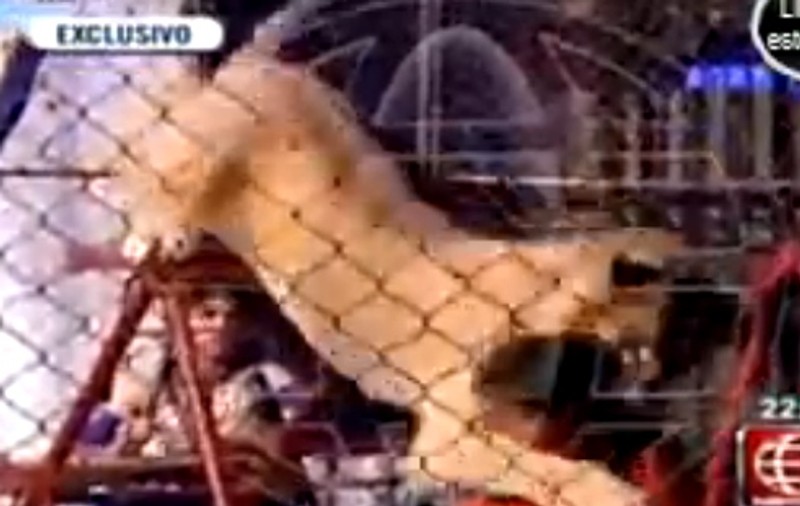 CLIPE DE GROAZĂ LA CIRC! O femeie a fost ATACATĂ DE O LEOAICĂ, SUB OCHII A ZECI DE COPII, în Peru | VIDEO ŞOCANT