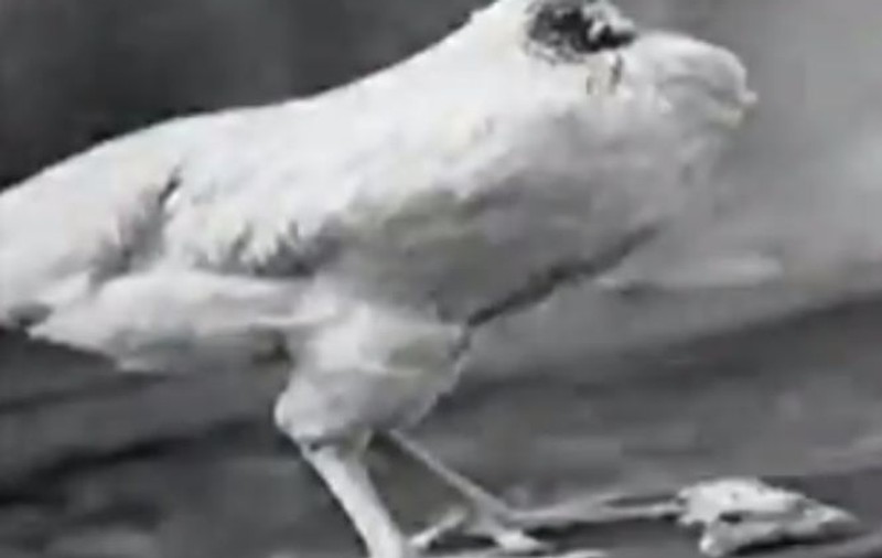 Povestea FASCINANTĂ a cocoșului care a trăit un an și jumătate FĂRĂ CAP | VIDEO
