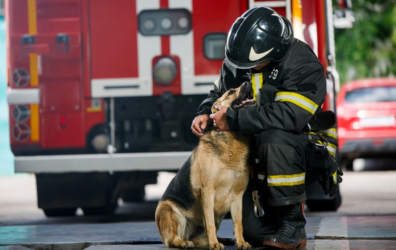 Cum a salvat un câine o familie dintr-un incendiu, în ultimul moment: „Poate că nu am mai fi fost aici să povestim”