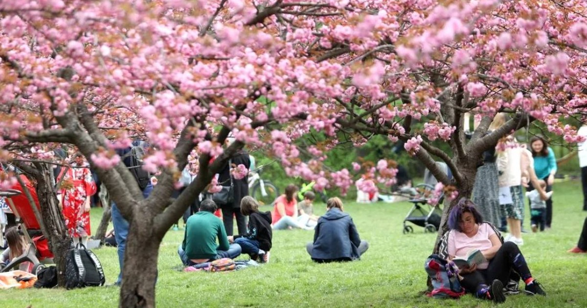 Mai multe persoane stau relaxate pe iarbă într-un parc, bucurându-se de vremea plăcută de primăvară. Copacii înfloriți cu flori roz creează un peisaj spectaculos și liniștitor.