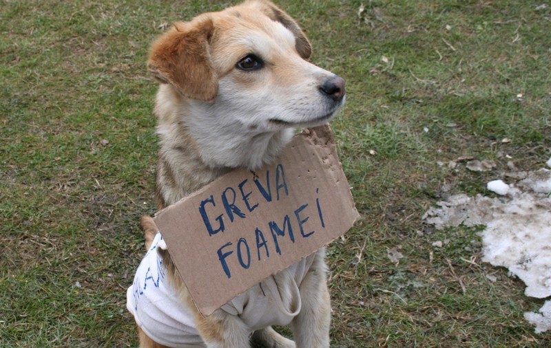 Viaţă de câine la Oltchim! Vezi cine s-a alăturat protestatarilor de la Râmnicu Vâlcea
